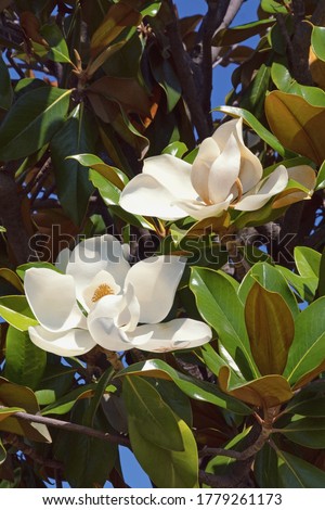 Branches of southern magnolia ( Magnolia grandiflora ) tree with leaves and flowers  on sunny day