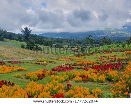 Beautiful views of the flower-Mahoni Garden of tomohon, north sulawesi, Indonesia