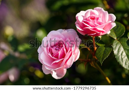 Olivia rose Austin english shrub pink flowers in summer garden Royalty-Free Stock Photo #1779296735