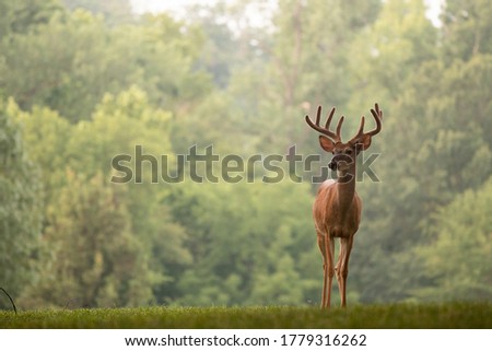 Large white-tailed deer buck with velvet antlers in an open meadow in summer Royalty-Free Stock Photo #1779316262