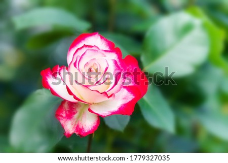 Blooming white pink petals rose on a blurred green leaves background. Macro view. Shallow depth of field