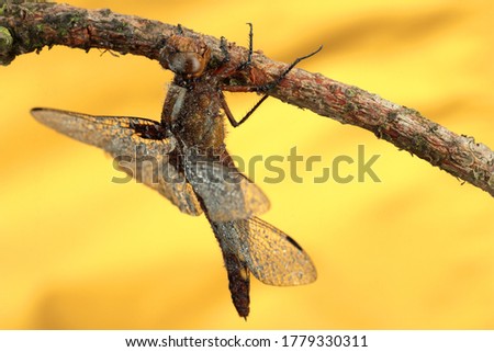 dragonfly on a stick and a yellow background