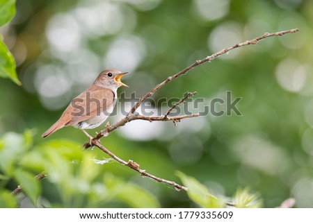 Common Nightingale (Luscinia megarhynchos), beautiful small orange songbird with long turned up tail, standing on on branch and singing. Diffused green background. Scene from wild nature.  Royalty-Free Stock Photo #1779335609