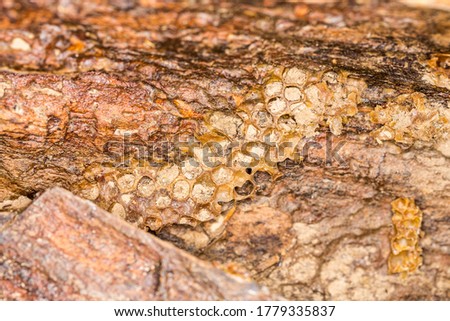 Old abondoned honeycomb cells on a tree branch in the forest