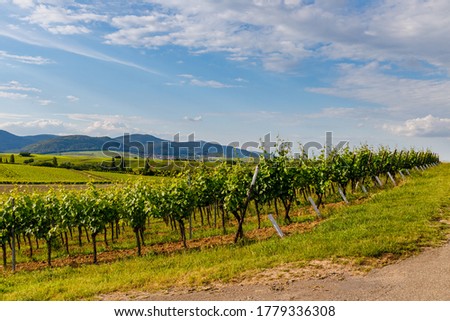 vineyards landscape in summer, Rhineland-Palatinate, Germany. Deutsche Weinstrasse (German Wine Road) Vineyard Palatinate region.
