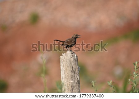 Single bird sitting close up picture with mountain at background.
