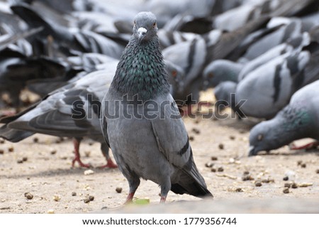 Pigeons in group outdoor close up picture.