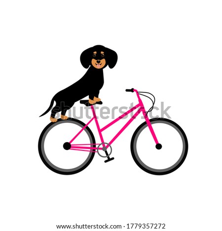 vector illustration of cute funny dachshund dog sitting on a bicycle. Drawing on a white background.