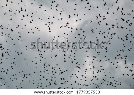 Flying flock of birds on cloudy sky background