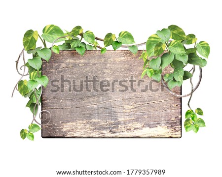 Vintage wooden board with liana branches and tropical leaves. Exotical background with wood plank, plants of jungle and copy space for text. Isolated on white background. Mock up template