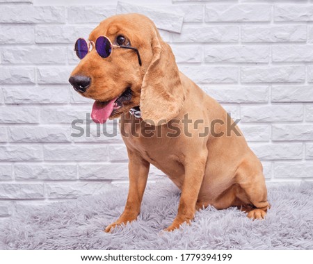 A picture of a Cocker Spaniel with glasses on a white brick background. The dog is sitting on a white brick background.