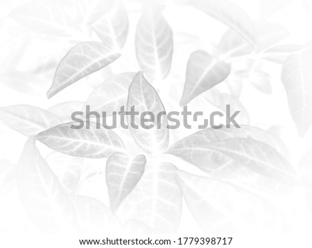 Beautiful abstract color gray and white flowers on white background and light pink flower frame and white leaves texture, dark background, colorful graphics banner, white leaves