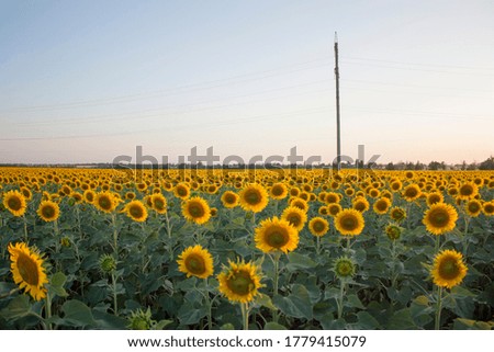 Natural landscape of a field of sunflowers at sunset with a tower