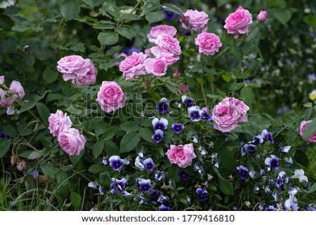 pink roses and pansies in a flower bed in the garden
