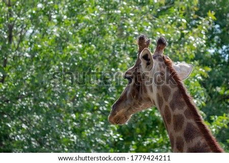 Giraffe's head amid green foliage, giraffe looks at trees, focus on giraffe