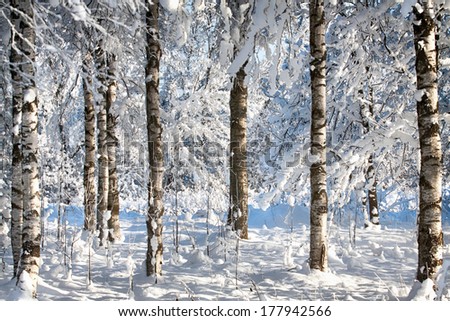 Birch trees in a snowy forest