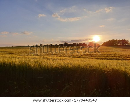 a picture of a gorgeous sunset and a golden wheat field.