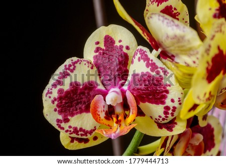a colorful Phalaenopsis orchid on a black background photographed close up