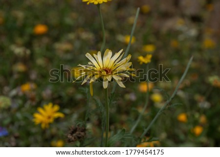 
picture Blooming yellow flowers in the park in nature