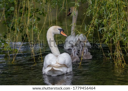 Baby swans swim under the protection of their parents