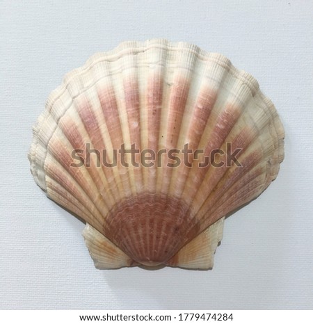 Beautiful pink scallop shell photo