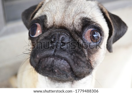 Picture of a pug puppy