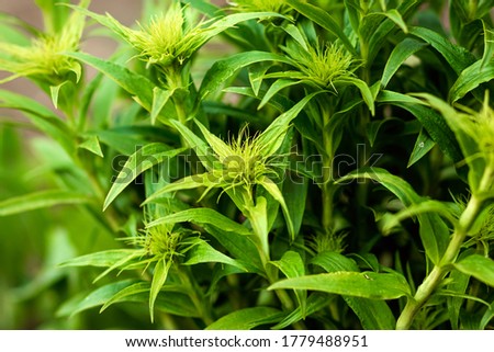 Creative floral green background, green leaves background. Copy space