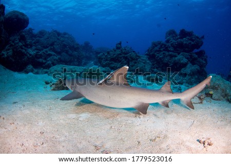 White tip Reef Shark on the reef