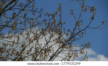 A picture of tree branches.