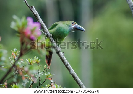 Colombian green emerald toucan standing in a tree branch