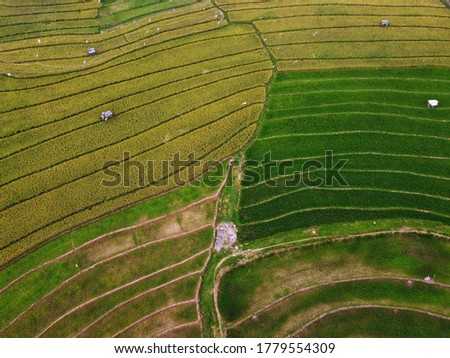 aerial panorama of agrarian rice fields landscape in the city of Semarang, Central Java, like a terraced rice fields ubud Bali Indonesia