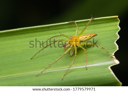 lynx spider eating small insect on grass leaf
