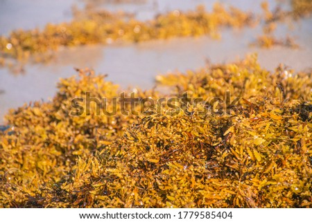 A close-up of Sargassum Seaweed at Miami Beach shores