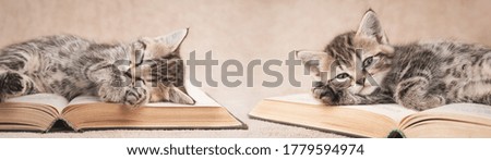 Cute tabby kittens lying on open books. 