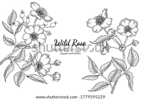 Wild rose flower and leaf hand drawn botanical illustration with line art on white backgrounds. 