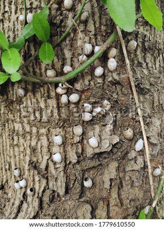 some bug eggs on the tree trunk in the garden in spring