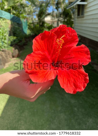 A bright red hibiscus picked right from the bush