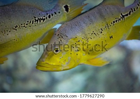Fish under water. Peacock bass (Cichla Melaniae Xingu).