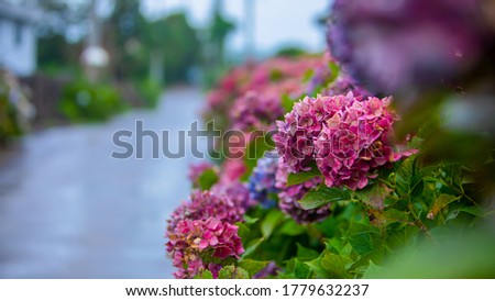 Colorful hydrangea flowers blooming along the road