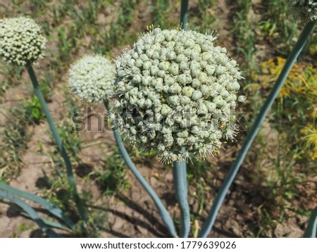 inflorescence of onion seeds planted in the morning sun
