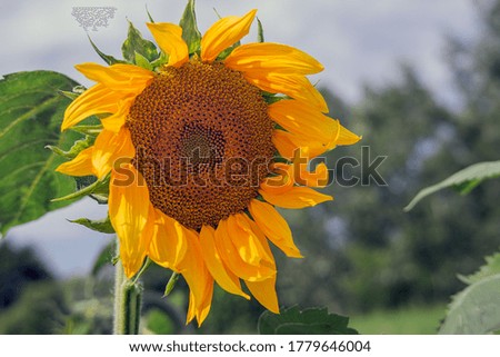 Sunflower on a natural background. Blooming sunflower, sunflower oil improves skin health and promote cell regeneration, Poland.
