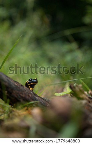 Salamander in the woods in natural light