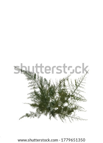 green leafs isolated on white background
.single