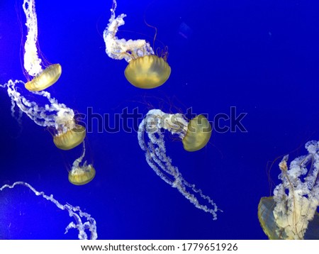 Picture of swimming jelly fish