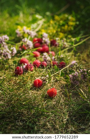 Raspberries are scattered on the green grass, beautiful bokeh, background images for summer