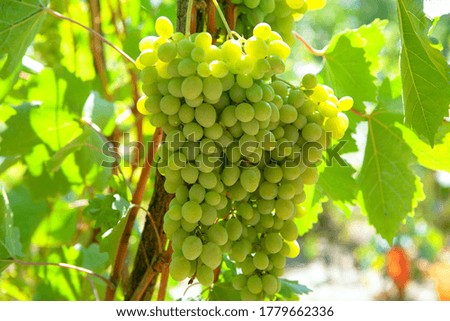 Grapes for wine production . Cultivation and Harvesting  Grapes