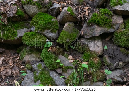 Green moss is growing on stones in forest