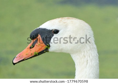 One white swan with orange beak, swim in a pond. Head and neck only. Duckweed floats in the water.