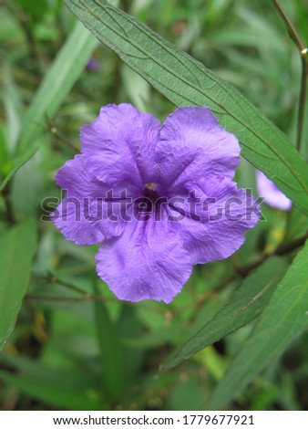 Fresh purple flower in the dark green leaves In the outdoor garden in summer in Thailand, No people in the picture