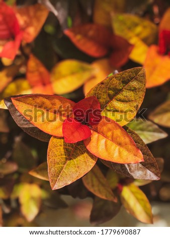Autumn leaves wallpaper shot on Iphone 7 plus